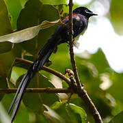 Seychelles Paradise Flycatcher