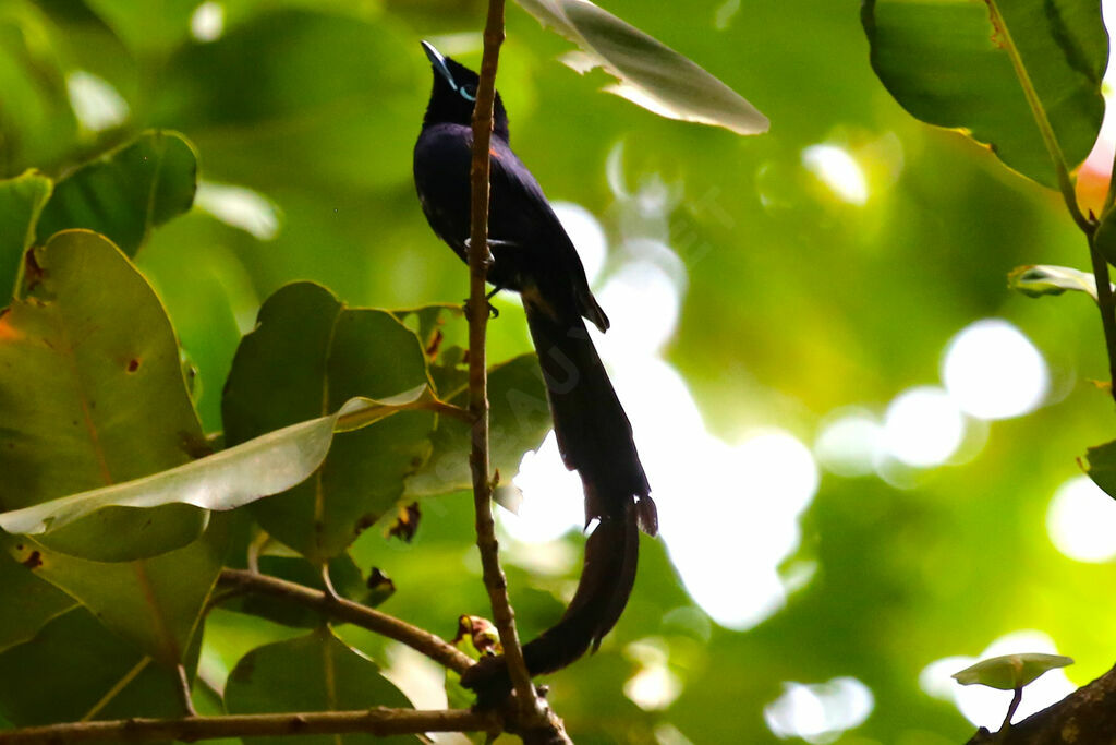 Seychelles Paradise Flycatcher