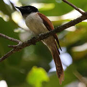 Seychelles Paradise Flycatcher