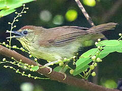 Pin-striped Tit-Babbler