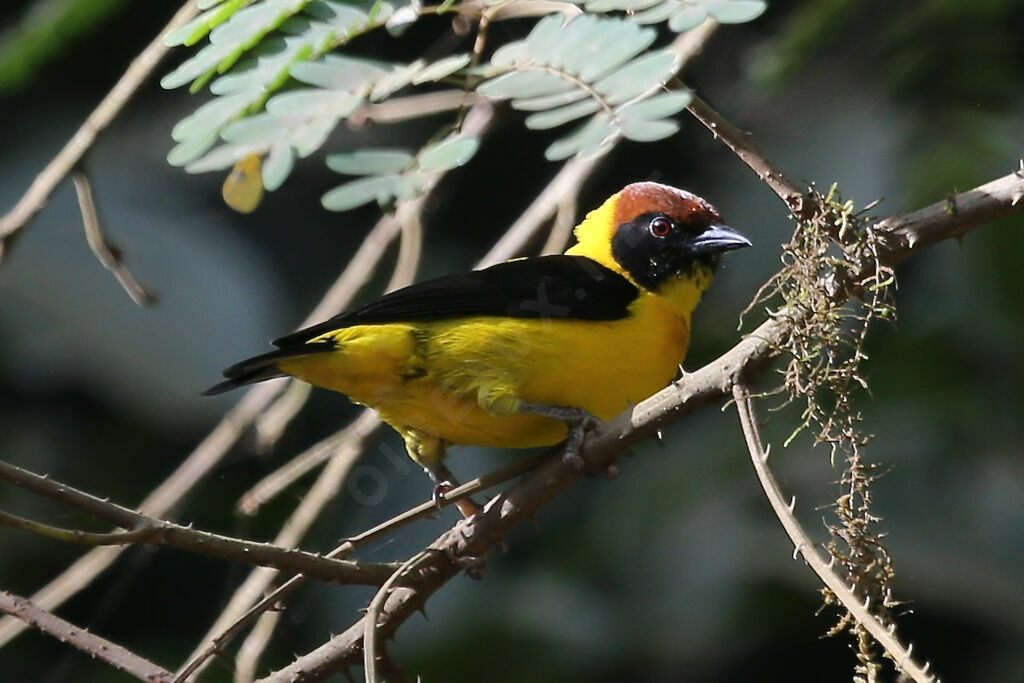 Brown-capped Weaver