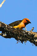 Black-necked Weaver