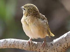 Black-headed Weaver