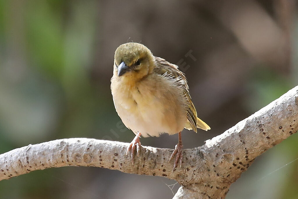 Black-headed Weaver