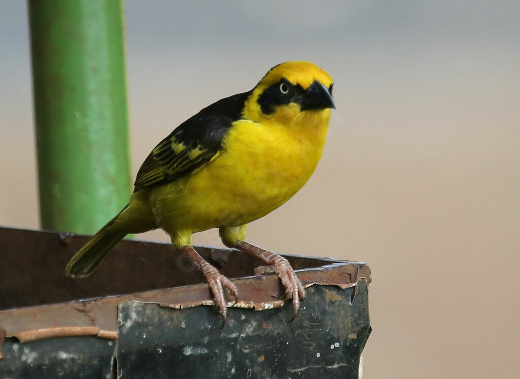 Baglafecht Weaver