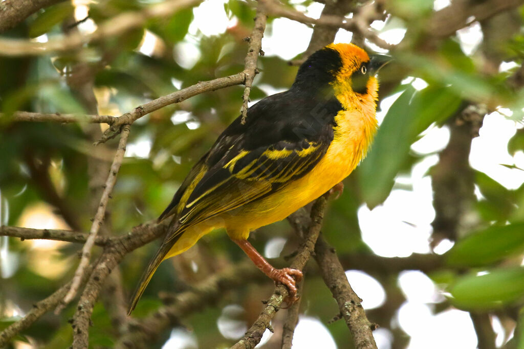 Baglafecht Weaver