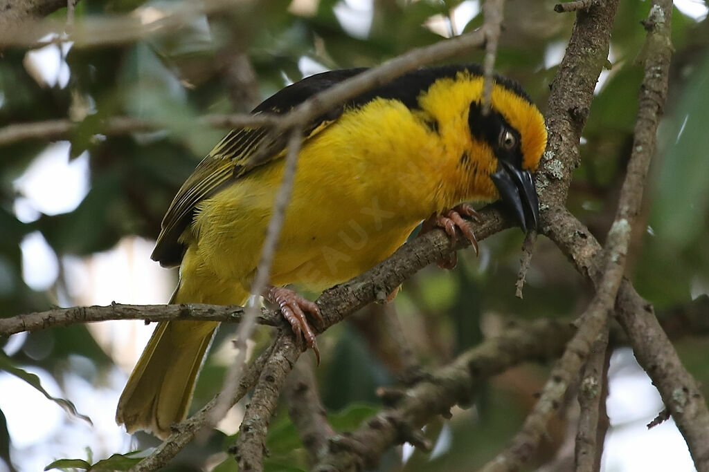 Baglafecht Weaver