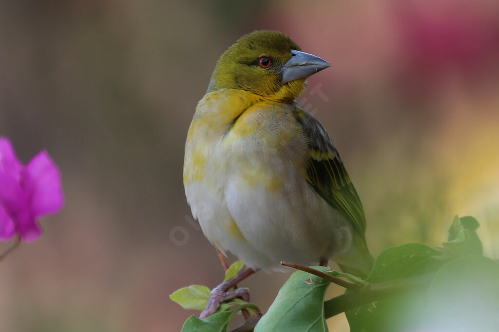 Tisserin gendarme