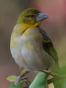 Village Weaver