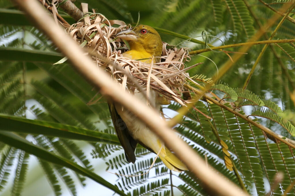 Village Weaver