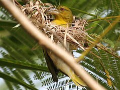 Village Weaver