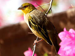 Village Weaver