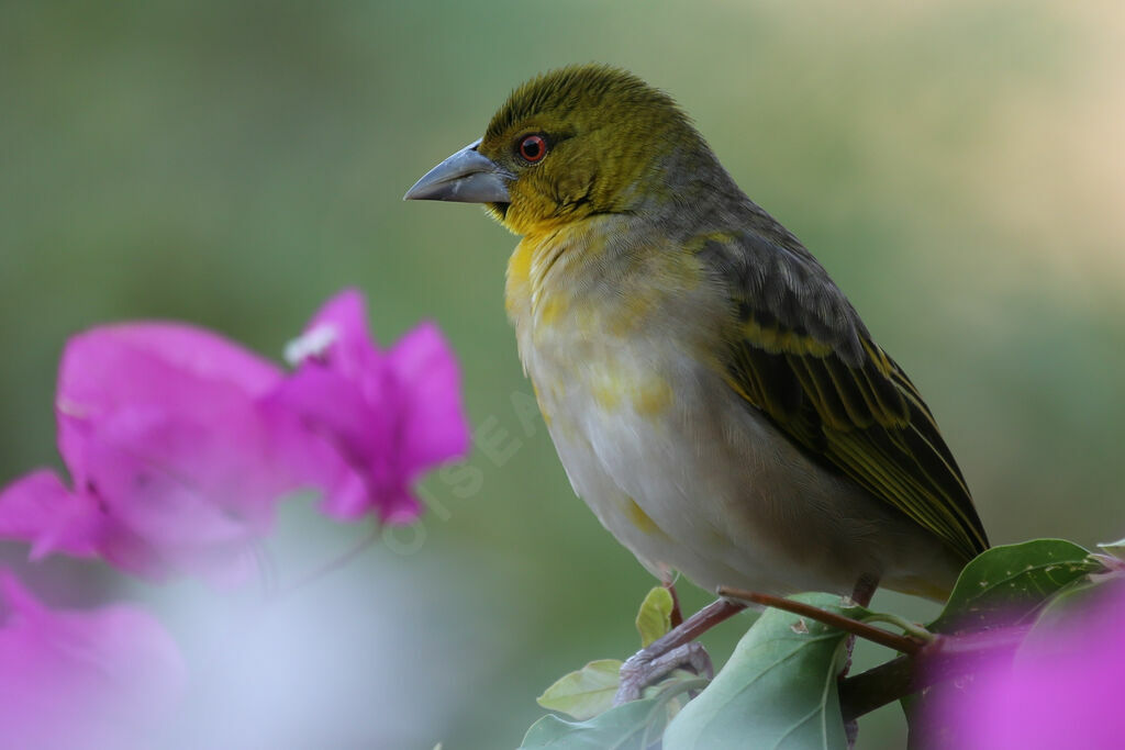 Village Weaver