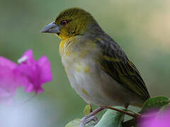 Village Weaver