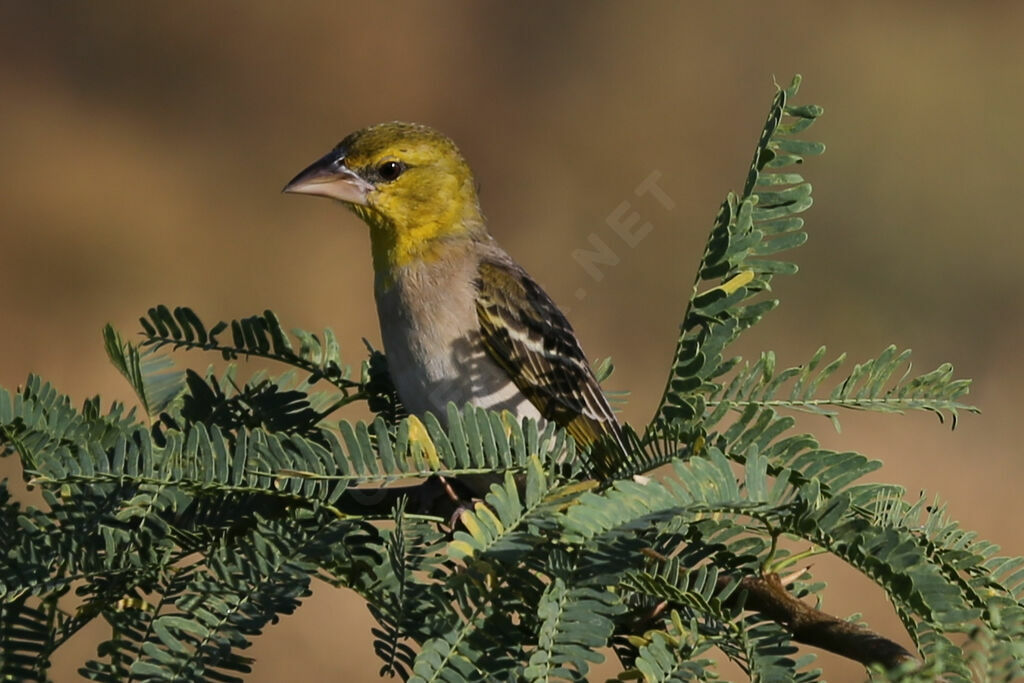 Village Weaver