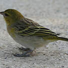 Tisserin minule