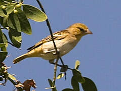 Little Weaver