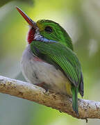 Cuban Tody