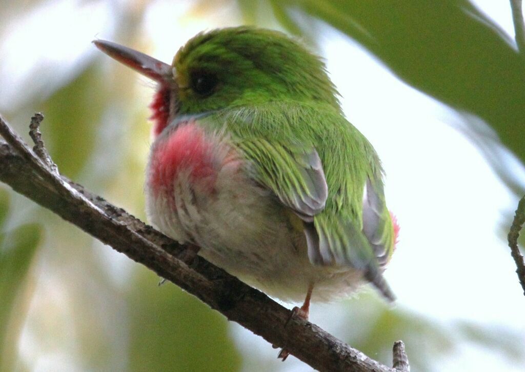 Cuban Tody