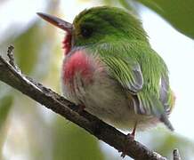 Cuban Tody