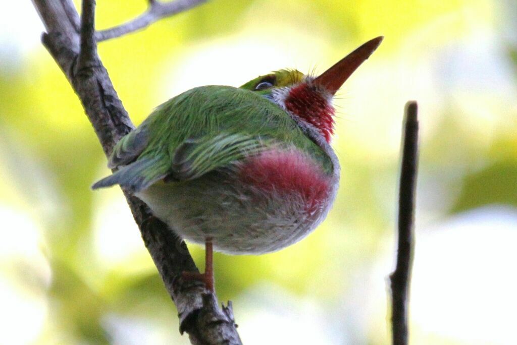 Cuban Tody