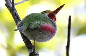 Cuban Tody