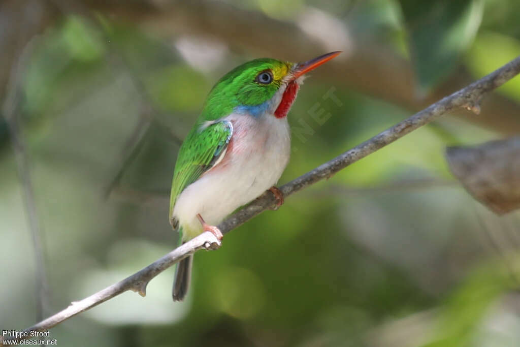 Cuban Todyadult, identification