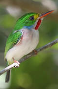 Cuban Tody