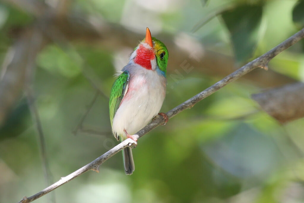 Cuban Tody