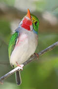 Cuban Tody