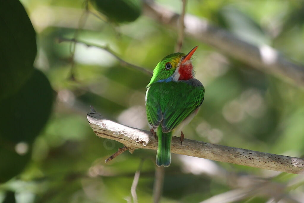 Cuban Tody