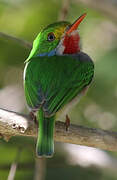 Cuban Tody