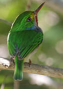 Cuban Tody