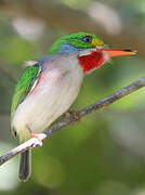 Cuban Tody