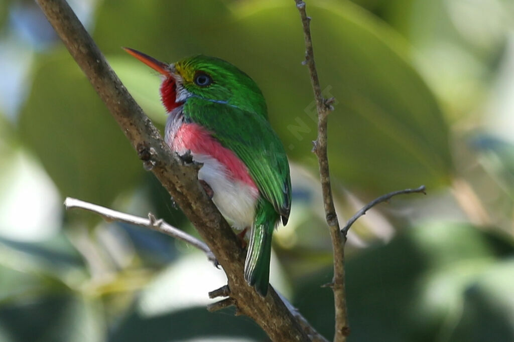 Cuban Tody