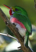 Cuban Tody