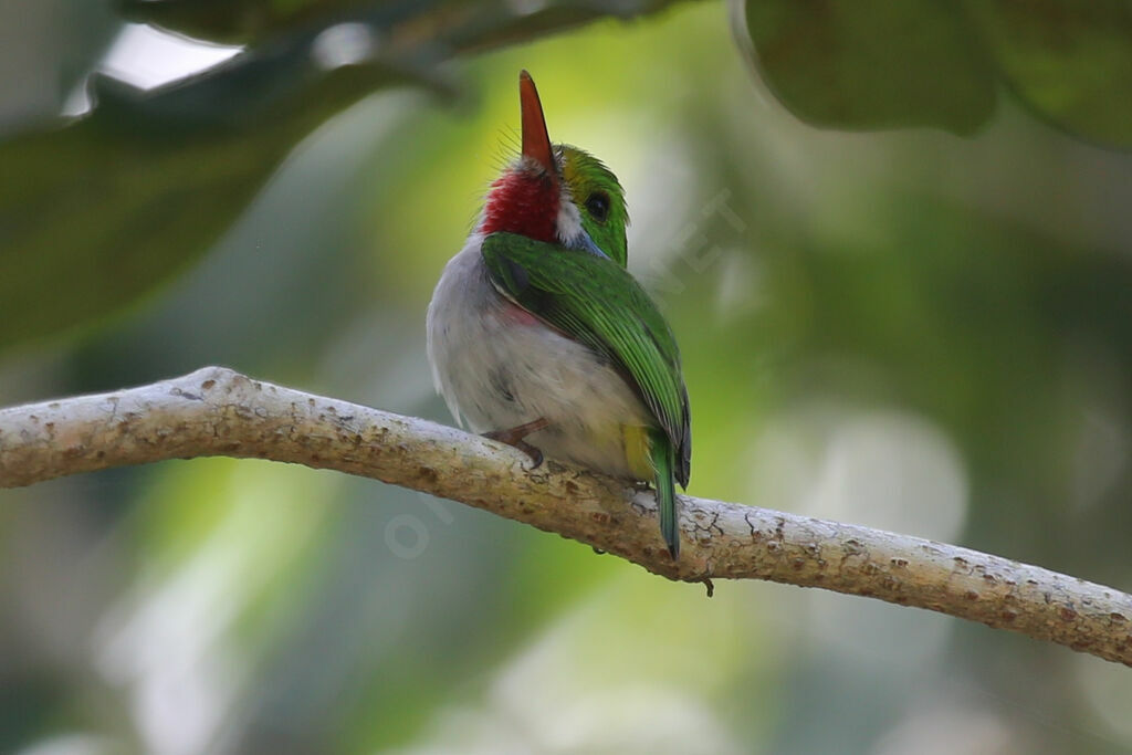 Cuban Tody