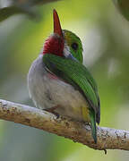 Cuban Tody