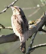 Eurasian Wryneck