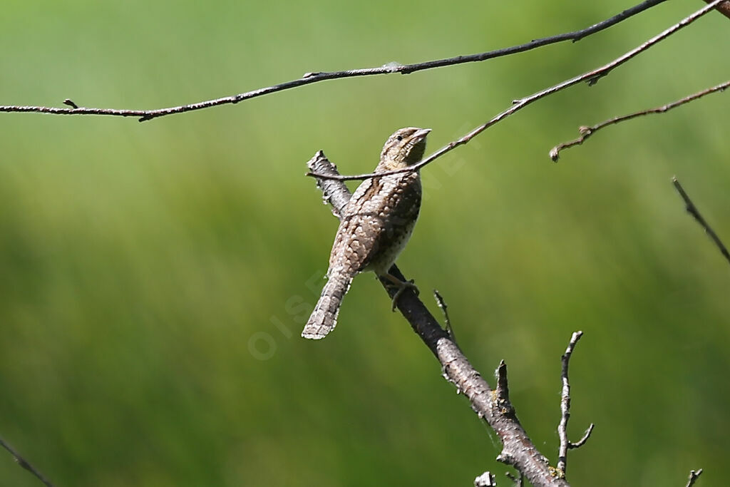 Eurasian Wryneck