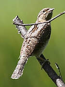 Eurasian Wryneck