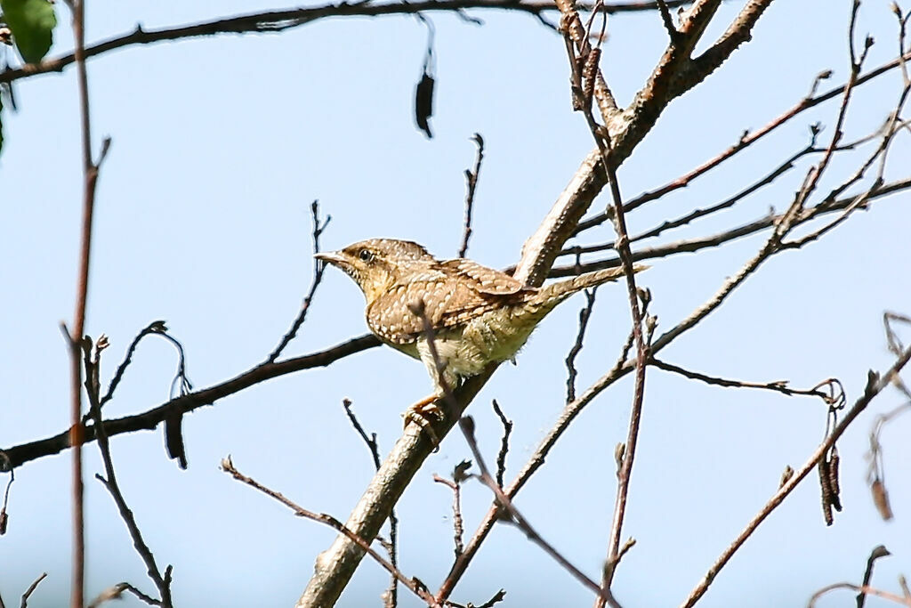 Eurasian Wryneck