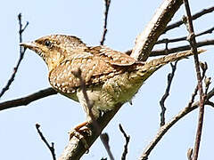 Eurasian Wryneck