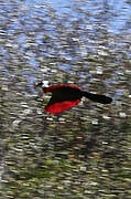 White-crested Turaco