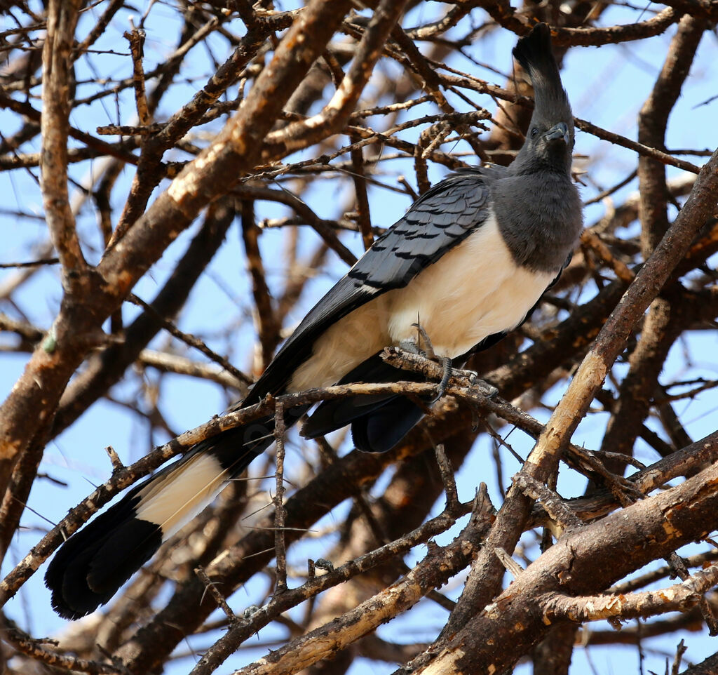 White-bellied Go-away-bird