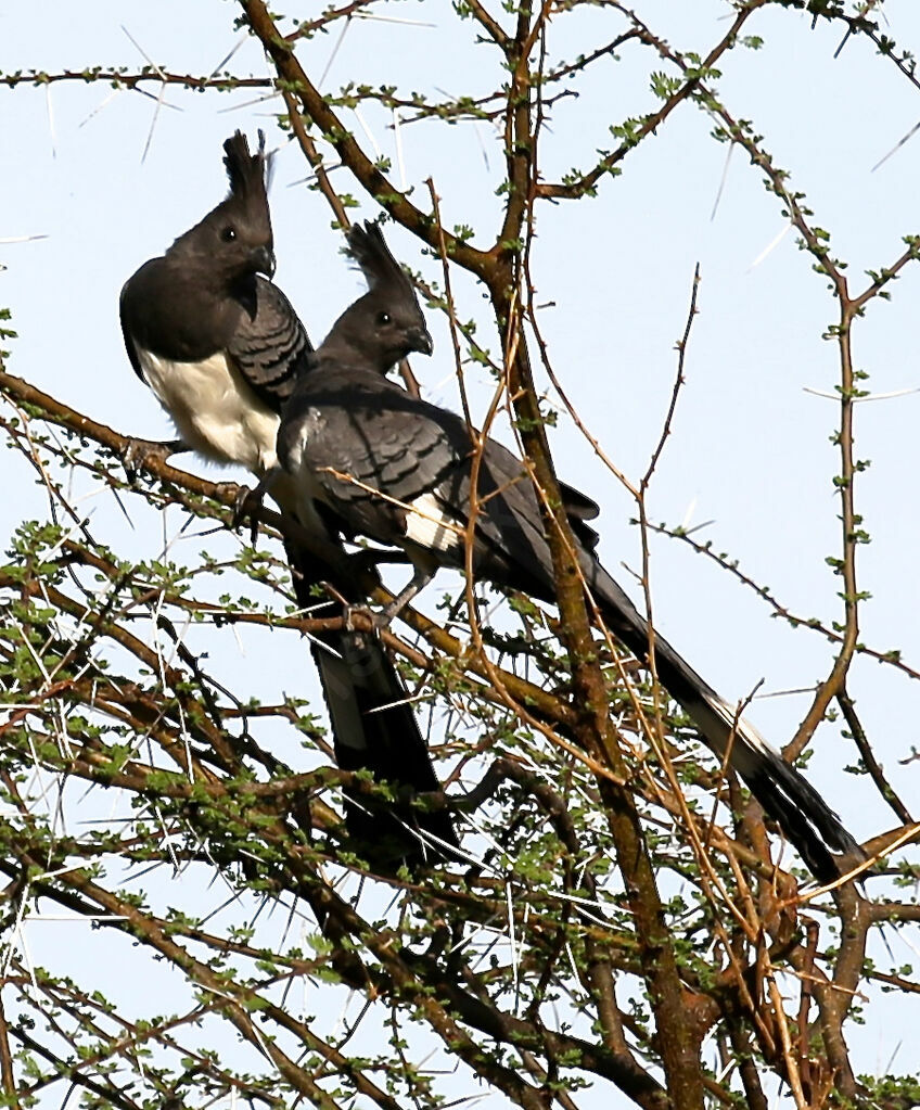 White-bellied Go-away-bird