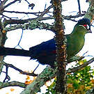 Touraco de Hartlaub