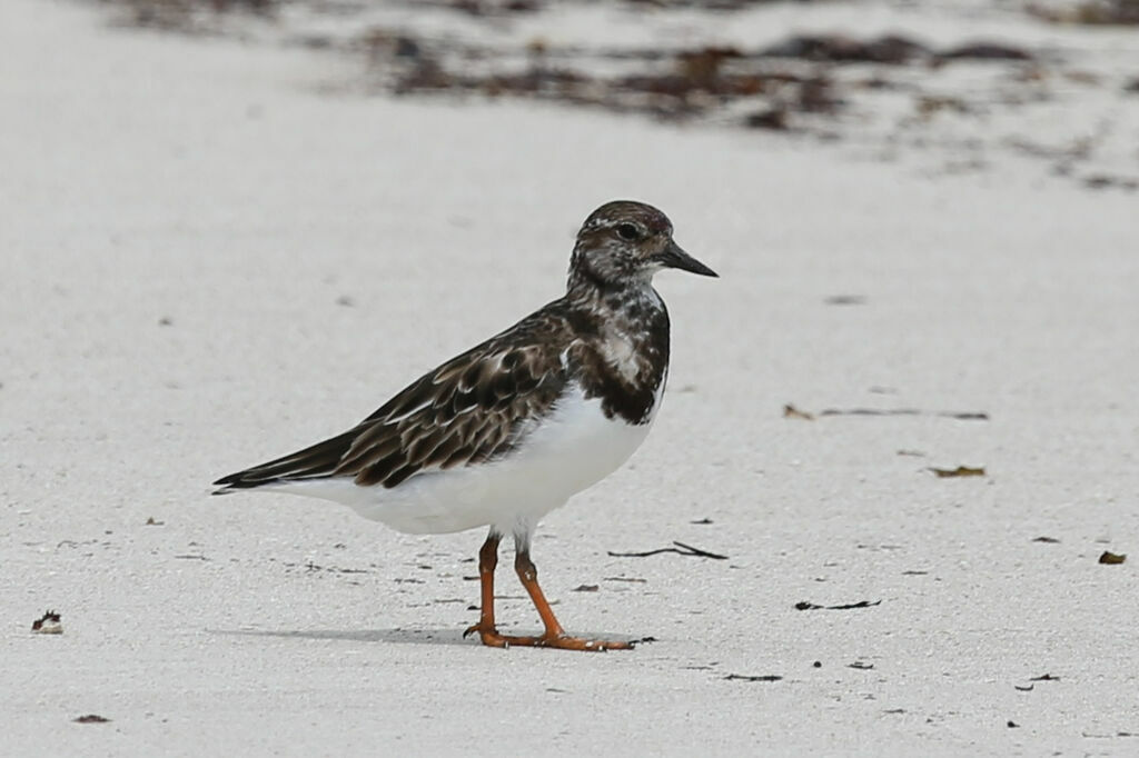 Ruddy Turnstone