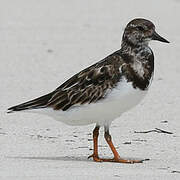 Ruddy Turnstone