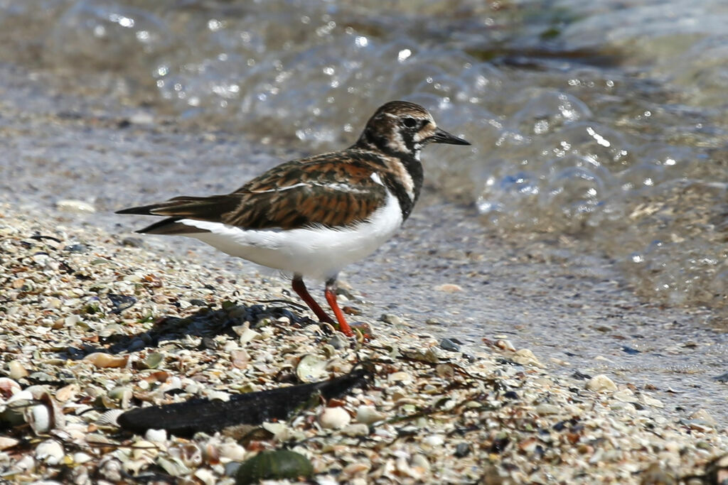 Ruddy Turnstone